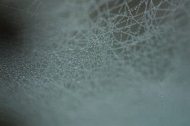 Image result for Spider Web Distroy