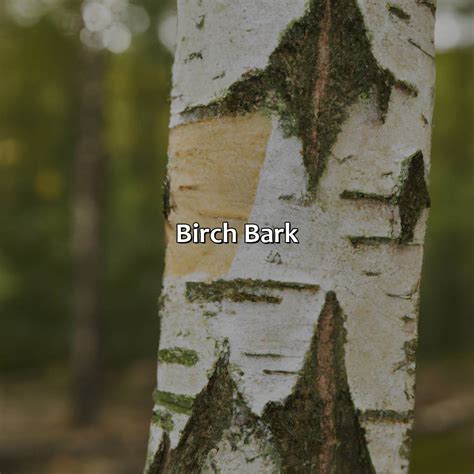 What Color Is Birch - colorscombo.com
