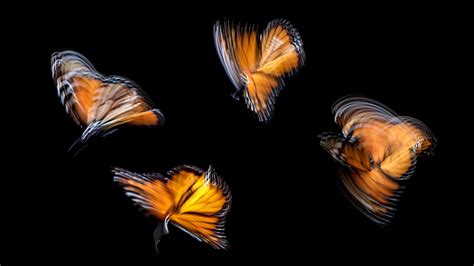 El efecto del aleteo de una mariposa | Meer