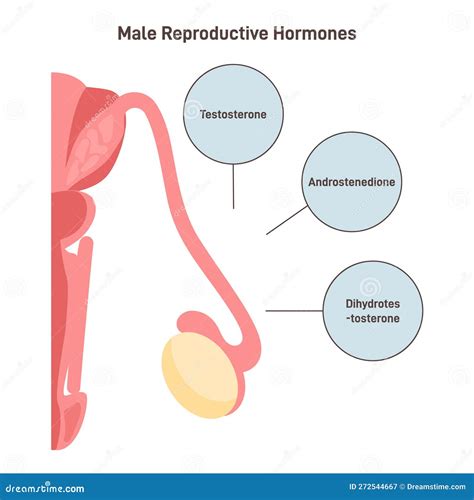 Male Reproductive Hormones. Human Endocrine System Organ Producing Stock Vector - Illustration ...