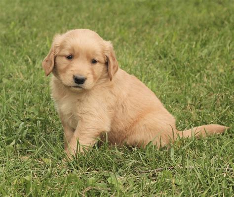 Golden Retriever Welpen
