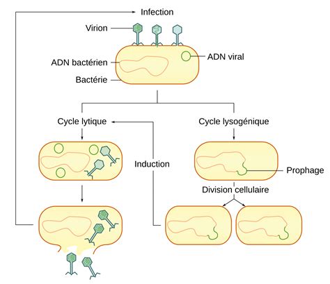 Une image issue d’une animation montrant le VIH-1 bourgeonnant à la surface d’une cellule ...