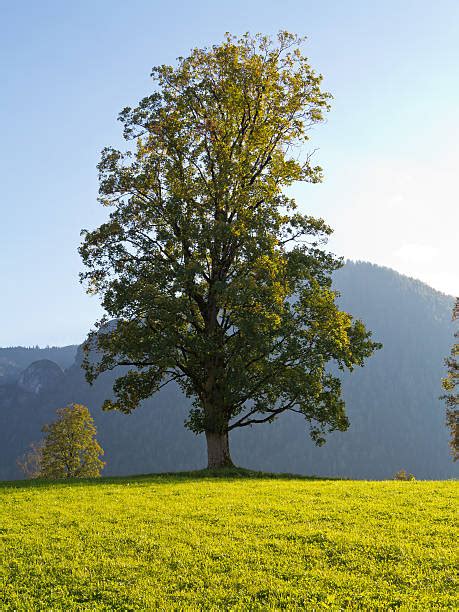 Image result for What Is Box Elder Tree