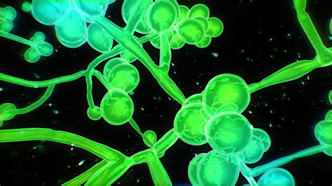 留园网-无药可治！美国两地爆发“超级真菌”，出现超级细菌 -6park.com