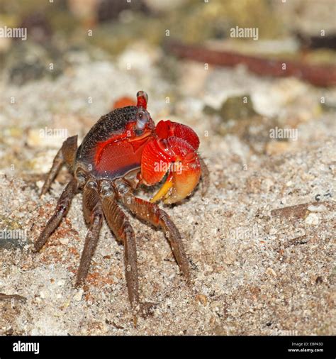 Land crab cardisoma carnifex hi-res stock photography and images - Alamy
