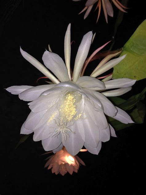 MARIETTE'S BACK TO BASICS: {Night Blooming Cereus (Epiphyllum ...