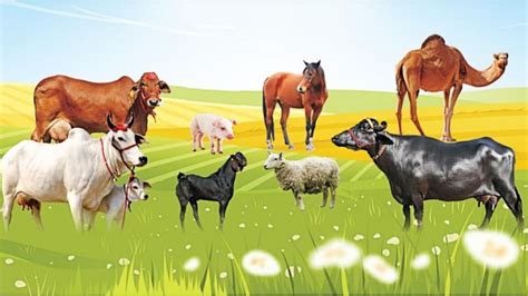 सिर्फ 25 से 300 रुपये तक के प्रीमियम पर हो जाएगा पशु बीमा, मिलेगा 88 ...