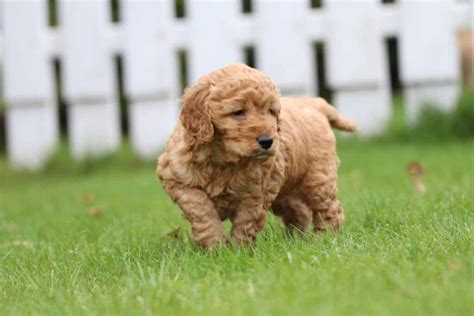 Image result for Red Cockapoo