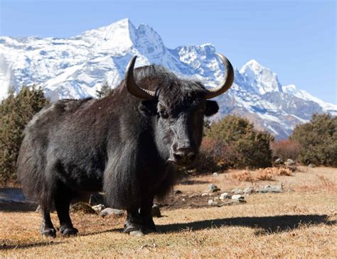 Species Of Yak