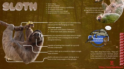 Sloths: Nature’s Slow-Motion Marvels | Encyclopedia MDPI