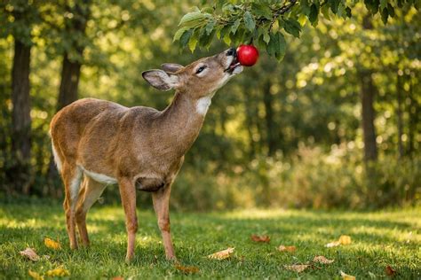 Do Deer Eat Apples? Everything You Need to Know About Deer and Apples ...