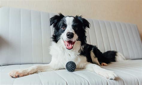 The Best Dog Food for Border Collies (Senior, Puppy, Adult) - A-Z Animals