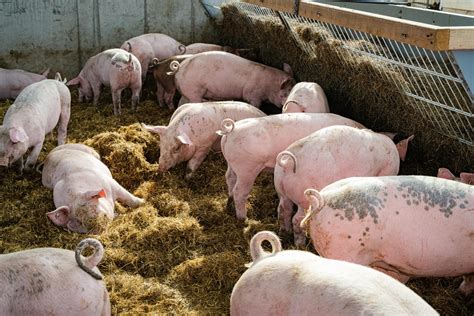Umfrage: Brauchen wir mehr Tierwohlställe? | agrarheute.com