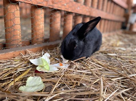 Best Bedding for Rabbits - The Rabbit Hop