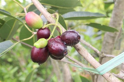 Image result for Java Plum Tree