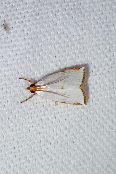 42 Beautiful White Moths in The United States (with Pictures)
