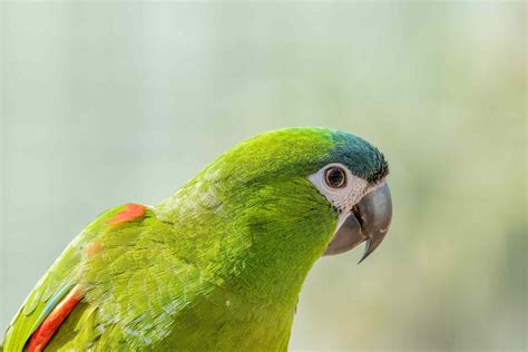 Different Types of Pet Macaws