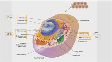RNA Types 的图像结果