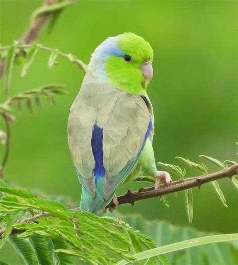 Pacific Parrotlet