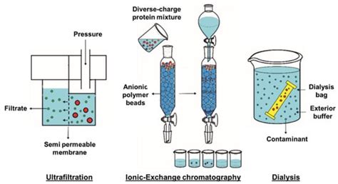 Seaweed Protein Hydrolysates and Bioactive Peptides: Extraction ...
