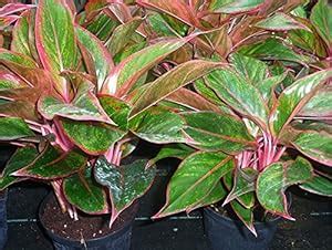 ROYAL LAND Indoor aglaonema Plant Siam Pink Aglaonema 1 Healthy Live ...