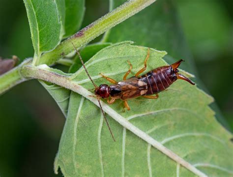 How To Prevent Earwigs From Eating Plants at Henry Lymburner blog