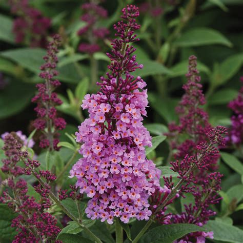 CHRYSALIS™ Pink Butterfly Bush – Jardineries Botanix