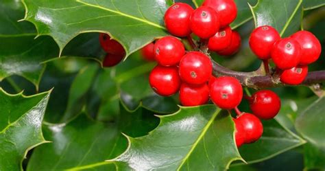 Where to Buy Holy Plants in Delhi | Online Holy Plants In Delhi