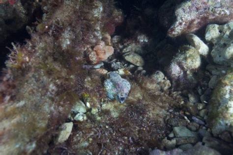 Image result for Blue-Ringed Octopus Hunting