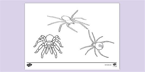 Spider Colouring Pages | Colouring Sheets (teacher made)
