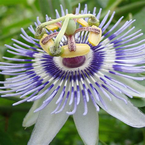White Passion Flower