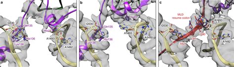 Image result for Decoding and Recoding in Translation