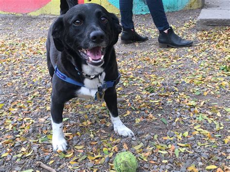 Milo The Corgidor! (Corgi Lab mix) : r/Incorgnito