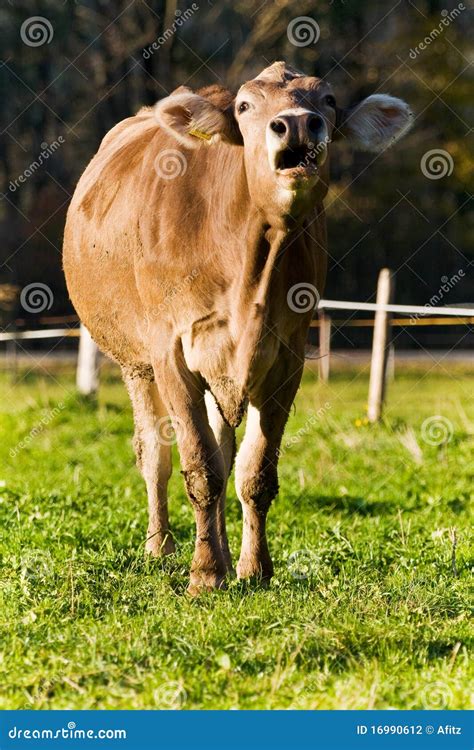 Mooing cow stock photo. Image of agriculture, mammal - 16990612