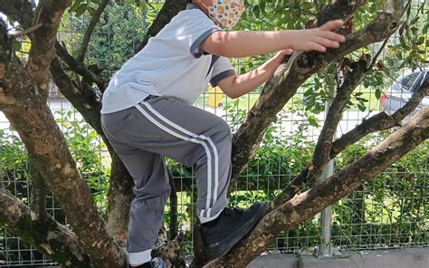 Tree Climbing Lessons 的图像结果