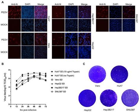 Identification and Characterization of Cell Lines HepG2, Hep3B217 and ...