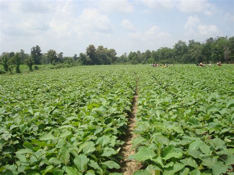 Forest Development Corporation of Maharashtra Limited