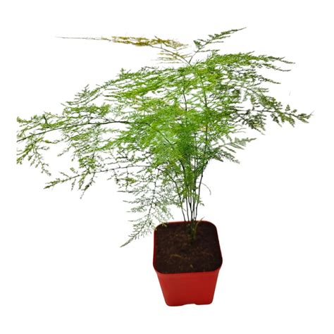Native Earth® Shatavar Plant - Shatavari/Asparagus Nachural Foxtail ...