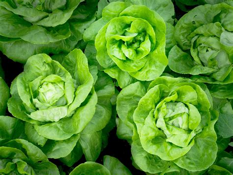 Real Food Encyclopedia - Chicories and Endives - FoodPrint
