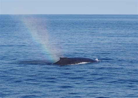 Whale Watching in Cape Cod, MA 2024 - Rove.me