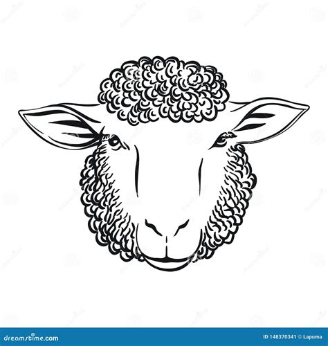 Sheep Head Drawing