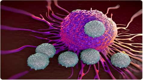Role of T Cells in Fat and Muscle Loss During Infection – GKToday