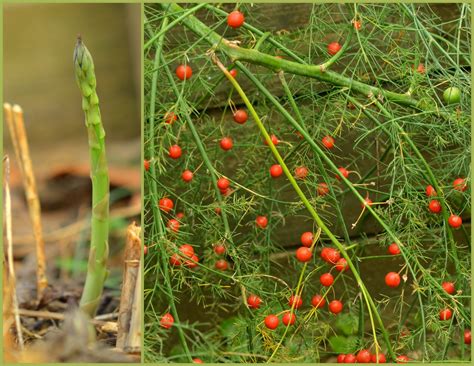 Planting Asparagus Plants at Juan Maguire blog