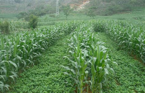 玉米株距计算公式（玉米栽培一亩地种多少棵玉米高产）-植物说