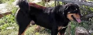 Top 20 Best Indian Dog Breeds That Unleashes Legacy