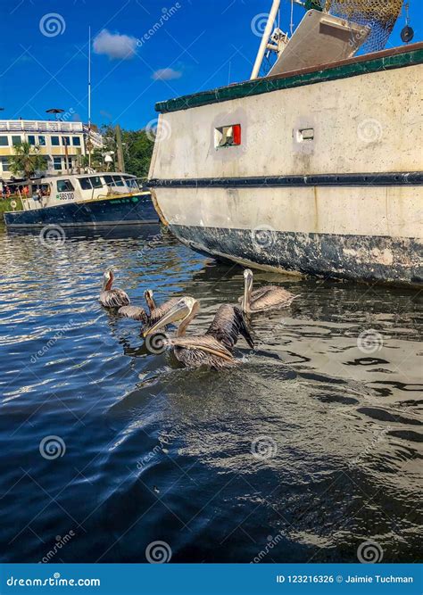 Pelicans in the bayou editorial photo. Image of animal - 123216326