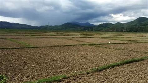 The Story Behind Assam's Latest Viral Sensation, 'Goru' - the story ...