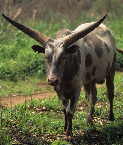 Bos taurus Domestic Cattle — Coke Smith Wildlife