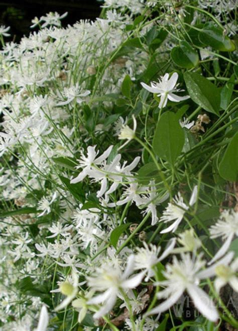 Clematis Sweet Autumn Clematis 30 Seeds Heirloom Organic NJ Free ...