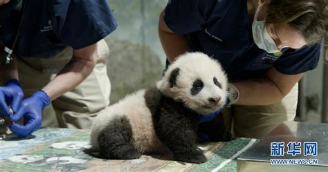 旅美大熊猫幼崽获名“小奇迹”——人民政协网